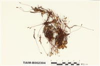 藏品(小金髮苔屬)的圖片